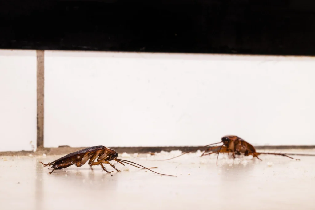 Silberfische bei hoher Feuchtigkeit