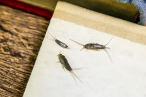 Silberfische in der Wohnung