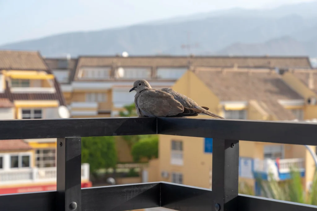 Tauben auf dem Balkon