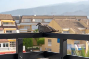 Tauben auf dem Balkon