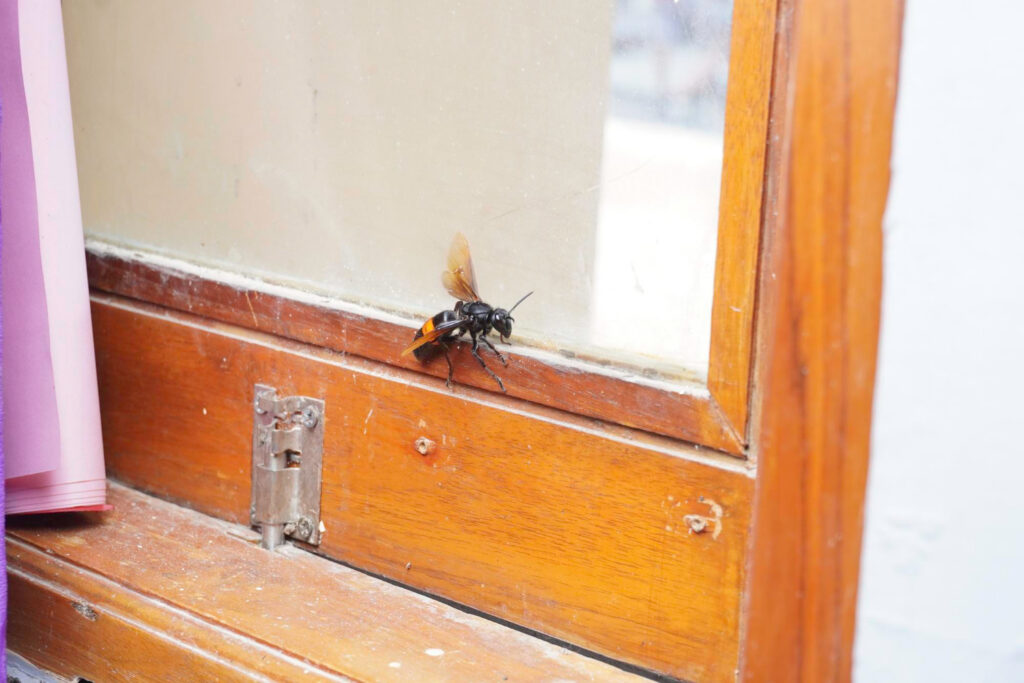Gebrauchtes Bett auf Bettwanzen und Schädlinge prüfen